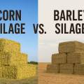 Corn vs. Barley Silage: Which is Better?