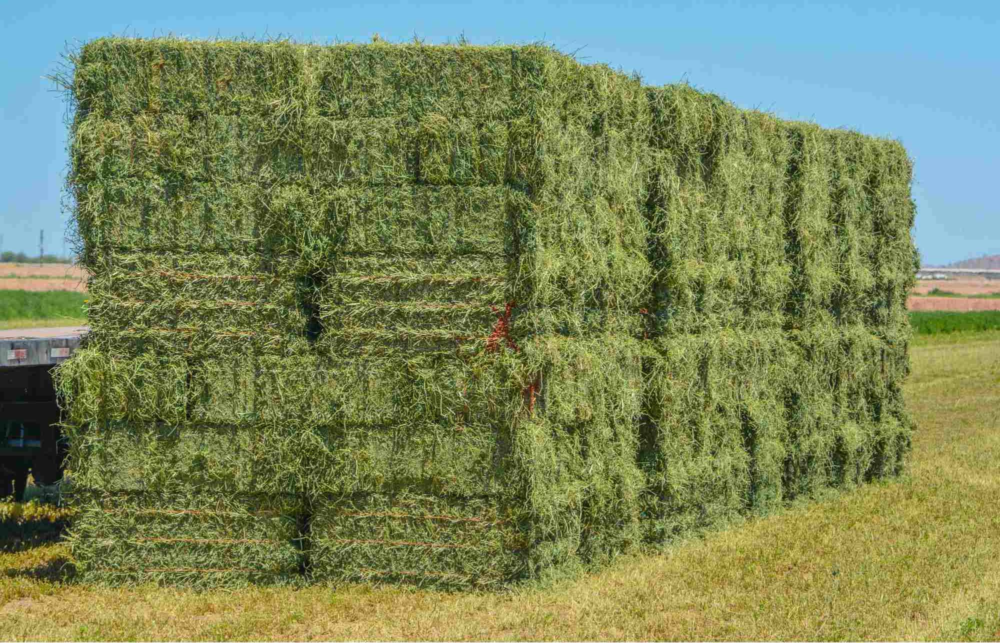 Alfalfa hay bales ready for export