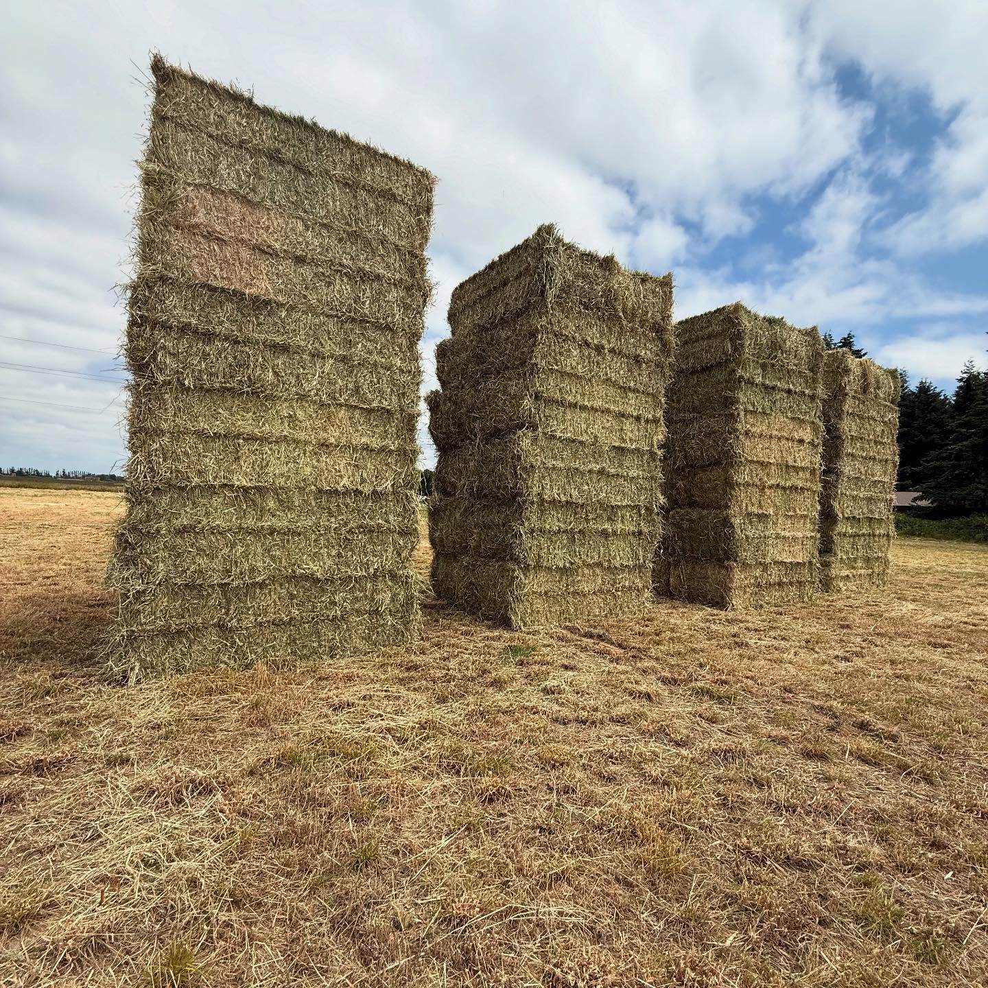Western Forage hay field