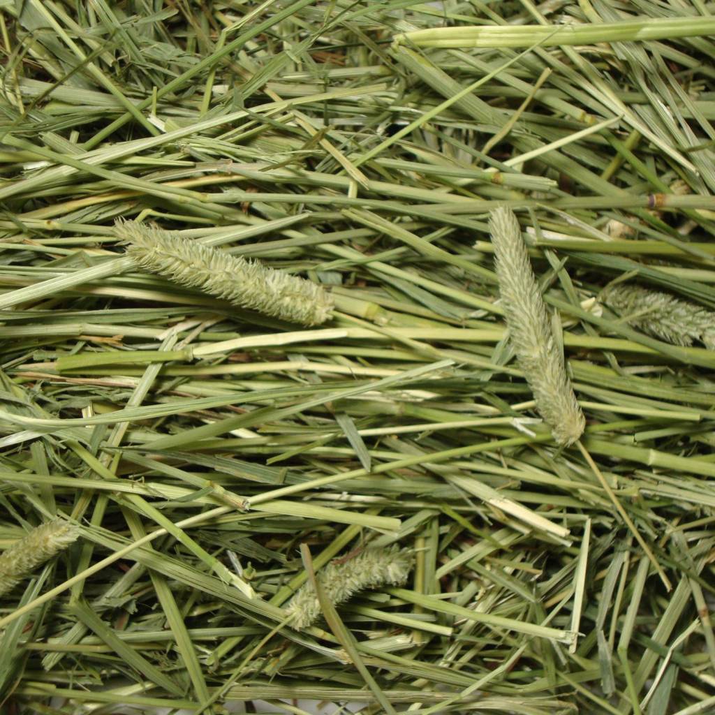 Supreme Timothy Hay​