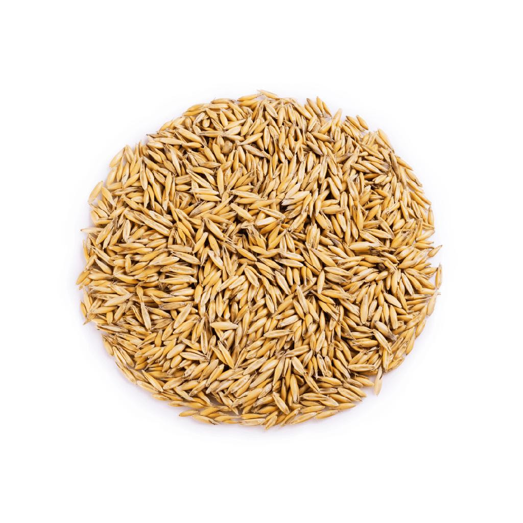 Clean Canadian whole oats with visible kernels – Western Forage oats supplier